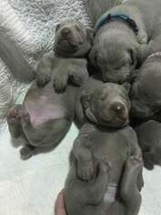 Weimaraner Litter for sale in DOW, IL, USA