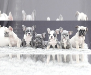 French Bulldog Litter for sale in LAKEWOOD VILLAGE, TX, USA