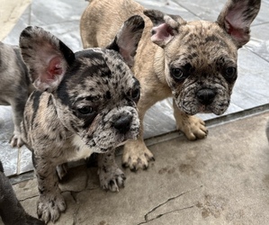 French Bulldog Litter for sale in EMPIRE STATE, NY, USA