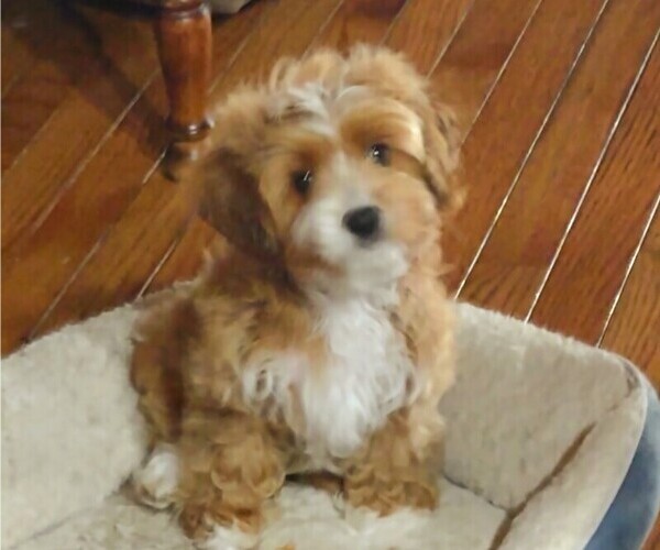 Medium Photo #1 Cavachon-Poodle (Miniature) Mix Puppy For Sale in FREWSBURG, NY, USA