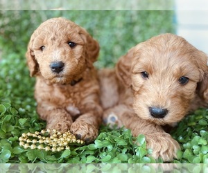 Goldendoodle (Miniature) Litter for sale in GAY, GA, USA
