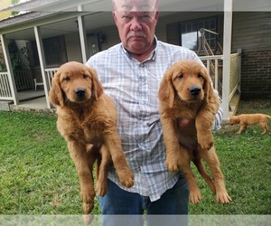 Golden Retriever Litter for sale in WEST PLAINS, MO, USA