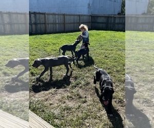 Great Dane Litter for sale in LADOGA, IN, USA