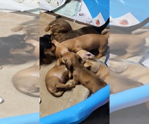 Dachshund Litter for sale in PARRISH, FL, USA