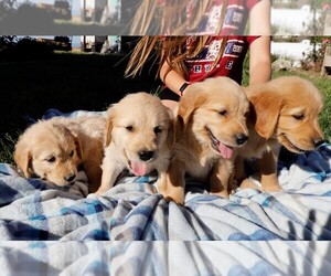 Golden Retriever Litter for sale in WILLOWS, CA, USA