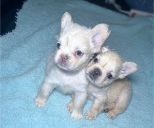 French Bulldog Litter for sale in CRYSTAL CITY, CA, USA
