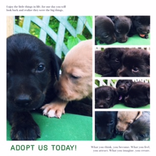 Medium Photo #1 Golden Retriever-Unknown Mix Puppy For Sale in WADMALAW ISLAND, SC, USA
