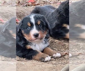 Bernese Mountain Dog Litter for sale in MONTREAL, MO, USA