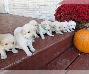 Golden Retriever Litter for sale in SARCOXIE, MO, USA