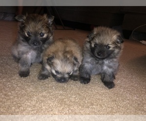 Pomeranian Litter for sale in WESTMINSTER, CA, USA