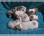 Small Photo #1 Dachshund Puppy For Sale in BELEN, NM, USA
