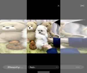 Pomeranian Litter for sale in CHINO HILLS, CA, USA