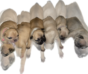 French Bulldog Litter for sale in ATLANTA, GA, USA
