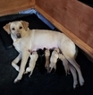 Small Photo #1 Labrador Retriever Puppy For Sale in WOODINVILLE, WA, USA