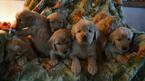 Small Photo #1 Golden Retriever Puppy For Sale in MONON, IN, USA