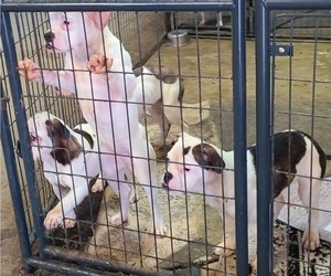 Olde English Bulldogge Litter for sale in VALLEY SPRINGS, SD, USA