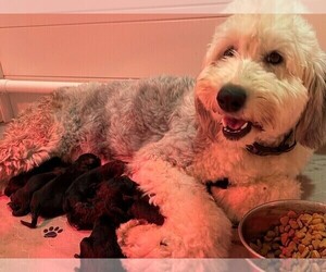 Sheepadoodle Litter for sale in GRAHAM, NC, USA