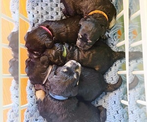 Schnoodle (Miniature) Litter for sale in CLEVELAND, NC, USA