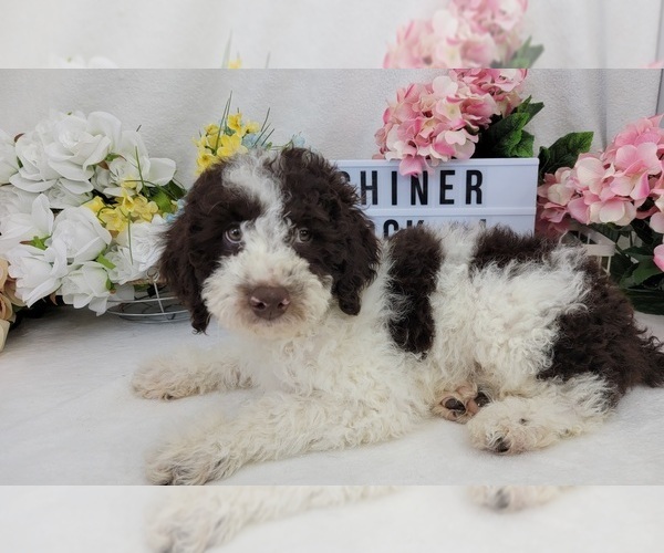 Medium Photo #1 Miniature Labradoodle Puppy For Sale in COLLEGE STA, TX, USA