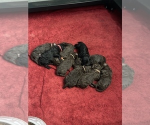 Poodle (Standard) Litter for sale in HESPERIA, CA, USA