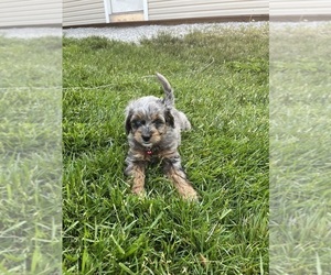 Miniature Bernedoodle-Poodle (Miniature) Mix Litter for sale in AKRON, OH, USA