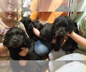 Labradoodle Litter for sale in ATHENS, WI, USA