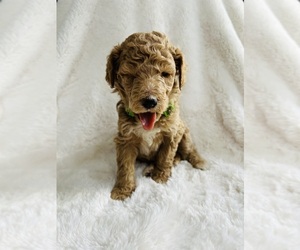 Goldendoodle Litter for sale in CITRUS HEIGHTS, CA, USA