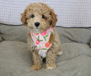 Poodle (Toy) Litter for sale in BOSWELL, IN, USA