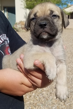 Medium Photo #1 Bullmastiff Puppy For Sale in SIERRA VISTA, AZ, USA