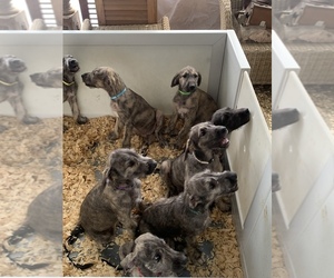 Irish Wolfhound Litter for sale in COVINGTON, LA, USA