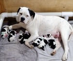 Small Photo #1 American Bulldog Puppy For Sale in CANYON LAKE, TX, USA