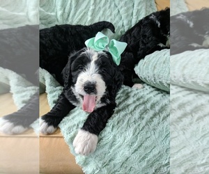 Bernedoodle Litter for sale in LULING, TX, USA