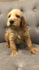 Poodle (Standard)-Spinone Italiano Mix Litter for sale in CLEVELAND, OH, USA