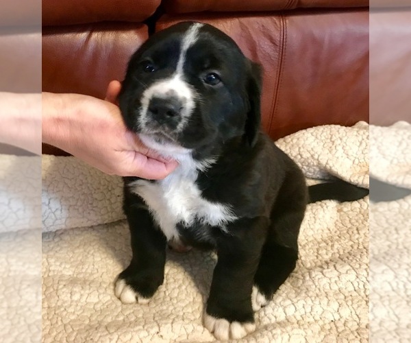 Medium Photo #1 Labrador Retriever-Saint Bernard Mix Puppy For Sale in UVALDE, TX, USA