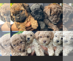 Small Photo #1 Poodle (Miniature) Puppy For Sale in CINCINNATI, OH, USA