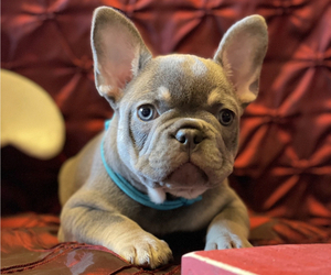 French Bulldog Litter for sale in CHENOIS CREEK, WA, USA