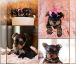 Small Photo #1 Yorkshire Terrier Puppy For Sale in YACOLT, WA, USA