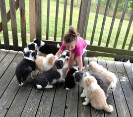 Border Collie Litter for sale in MEADOWVIEW, VA, USA