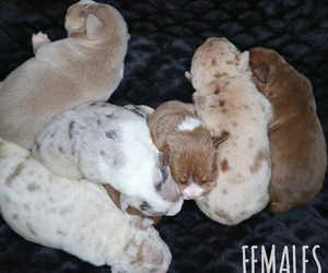 American Bully Litter for sale in PALMDALE, CA, USA