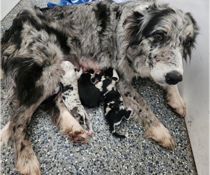 Border Collie Litter for sale in CARLISLE, KY, USA