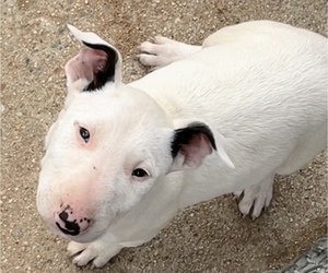 Bull Terrier Litter for sale in HESPERIA, CA, USA