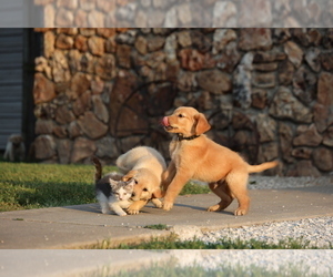 Golden Retriever Litter for sale in LA RUSSELL, MO, USA