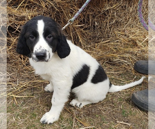 Medium Photo #1 German Shorthaired Pointer-Great Pyrenees Mix Puppy For Sale in VIOLA, WI, USA