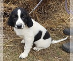 Small Photo #1 German Shorthaired Pointer-Great Pyrenees Mix Puppy For Sale in VIOLA, WI, USA