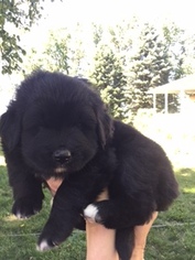 Bernese Mountain Dog-Labrador Retriever Mix Litter for sale in ARTHUR, IA, USA
