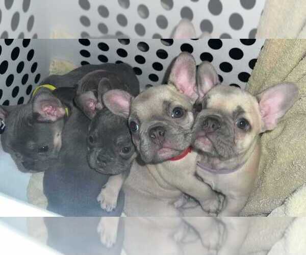 Full screen Photo #1 French Bulldog Puppy For Sale in ADDISON, IL, USA