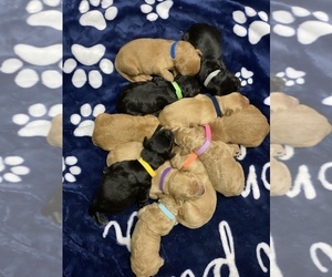 Labradoodle Litter for sale in MATTHEWS, NC, USA