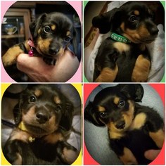 Dachshund Litter for sale in PEMBROKE PINES, FL, USA