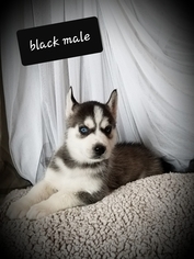 Siberian Husky Litter for sale in EXCELLO, MO, USA