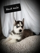 Small Photo #1 Siberian Husky Puppy For Sale in EXCELLO, MO, USA
